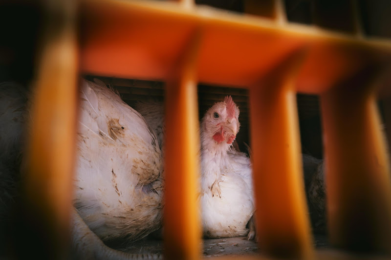 Chickens in crates  - Avara Chicken Slaughterhouse Brackley, UK