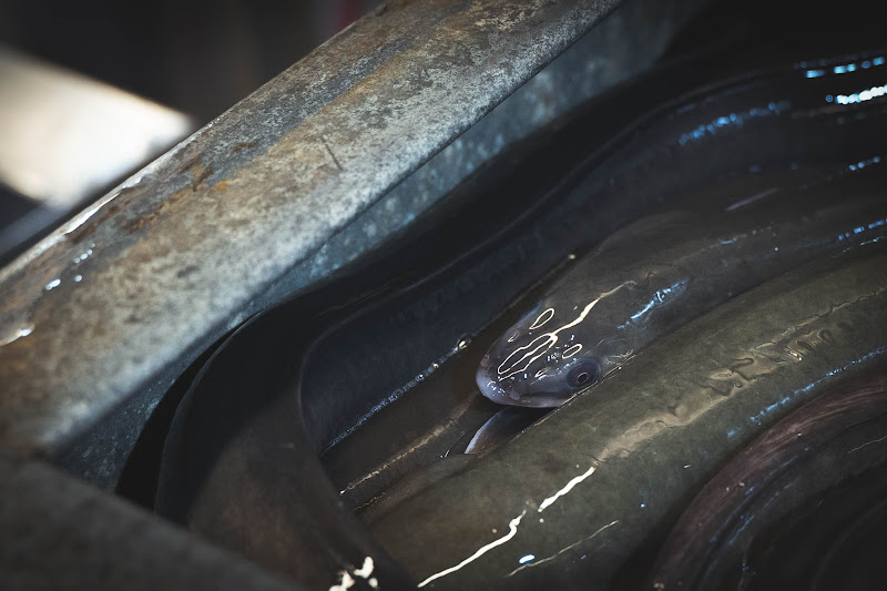 Eels at Billingsgate Fish Market, London