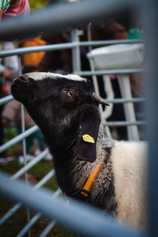 25-12 | Christmas Animal Displays