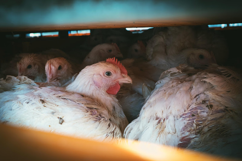 Chickens in crates  - Avara Chicken Slaughterhouse Brackley, UK