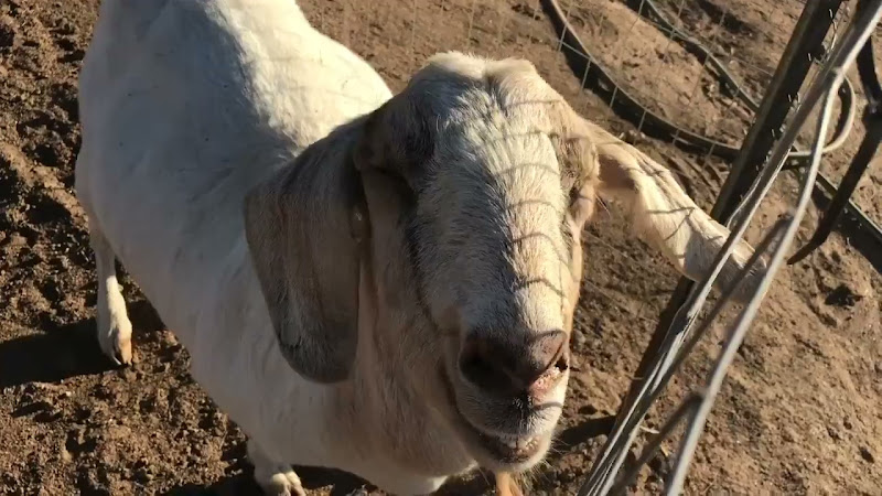 Goat