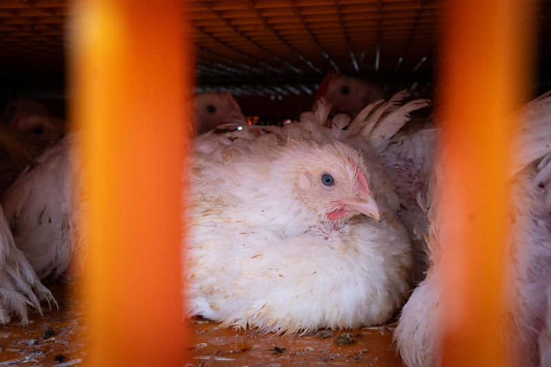 Chickens in crates  - Avara Chicken Slaughterhouse Brackley, UK