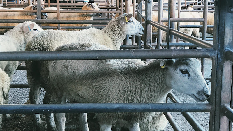Lambs For Sale - Newton Abbot Livestock Market