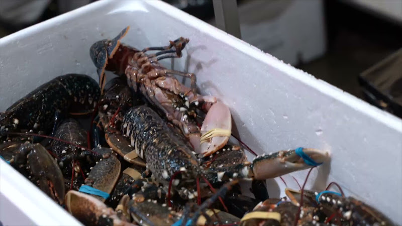 Lobsters tied up at Billingsgate Fish Market, London