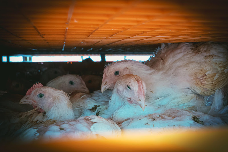 Chickens in crates  - Avara Chicken Slaughterhouse Brackley, UK