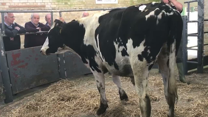 Close Up Of Cows Auction Number - Newton Abbot Livestock Market