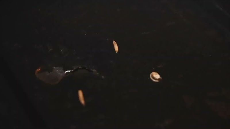 Maggots on farm bin lid