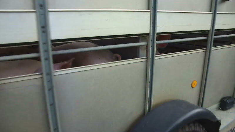 Sad looking pig in slaughter truck - CK Meats, Suffolk