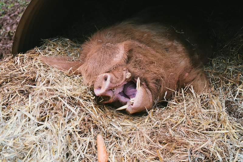 Mustard The Pig -  Hakuna Matata Animal Sanctuary