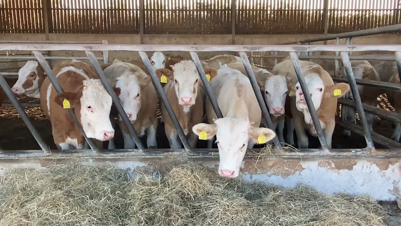 Beef Cows Inside Barn