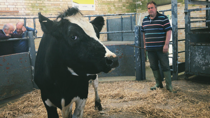 Cow In The Auction Ring - Newton Abbot Livestock Market