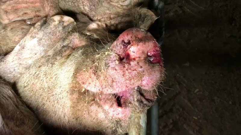 Bin Full Of Dead Pigs