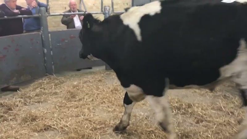 Full Cow Auction - Newton Abbot Livestock Market