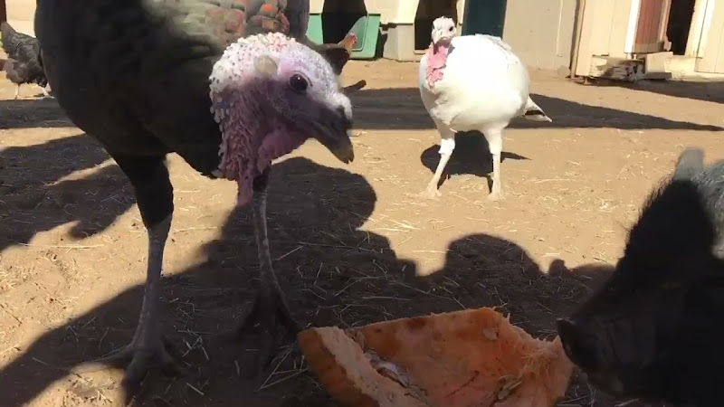 Turkey