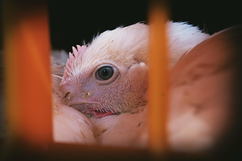 Chickens in crates  - Avara Chicken Slaughterhouse Brackley, UK