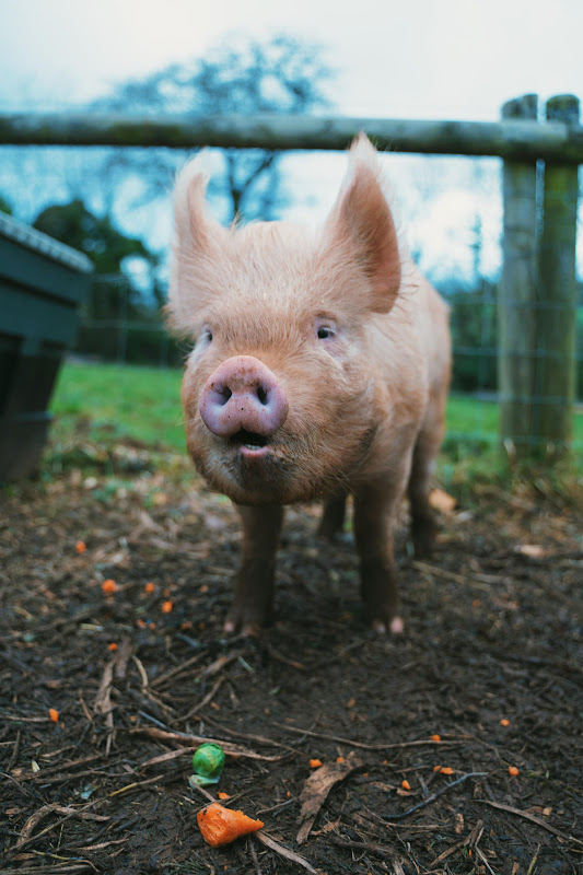 Pig - Hakuna Matata Animal Sanctuary