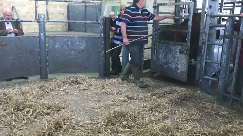 Full Cow Auction - Newton Abbot Livestock Market