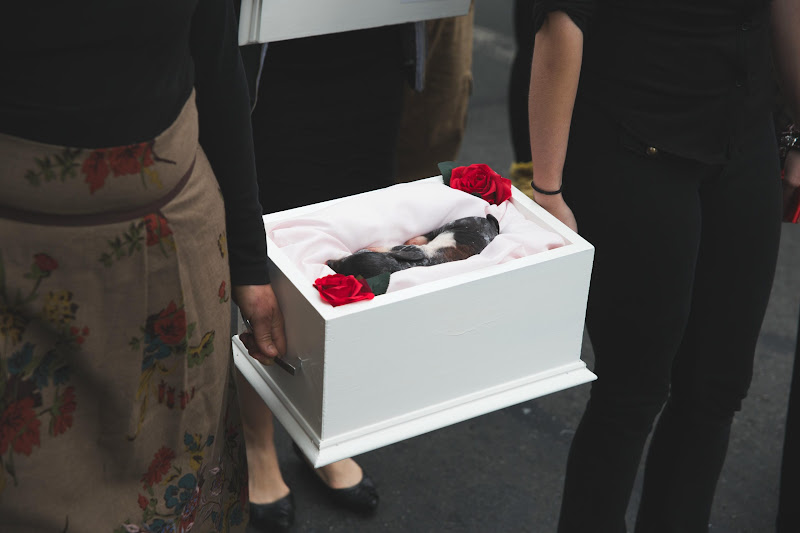 Dead Piglet carried by activists - Funeral for farm animals at the Animal Liberation Conference 2018