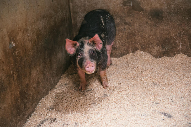 Pig waiting to be slaughtered at Tideford Slaughterhouse, Cornwall