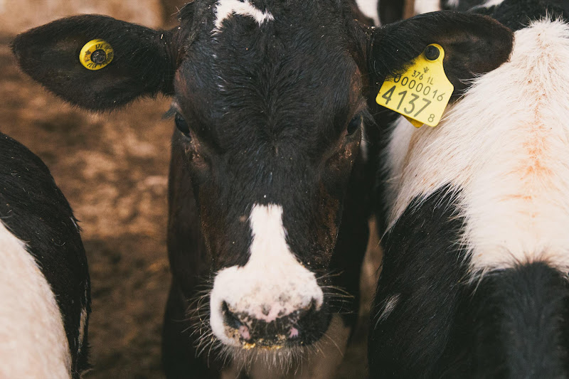 Dairy