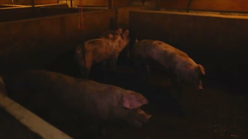 Pan over two pig pens while activist films