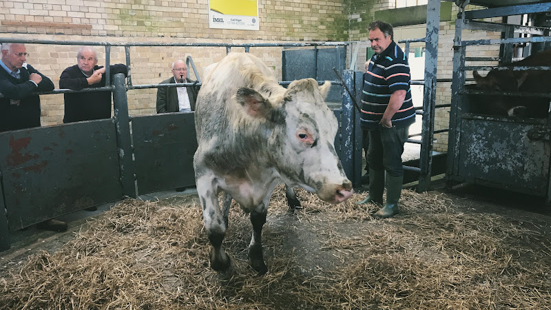 Cow In The Auction Ring - Newton Abbot Livestock Market