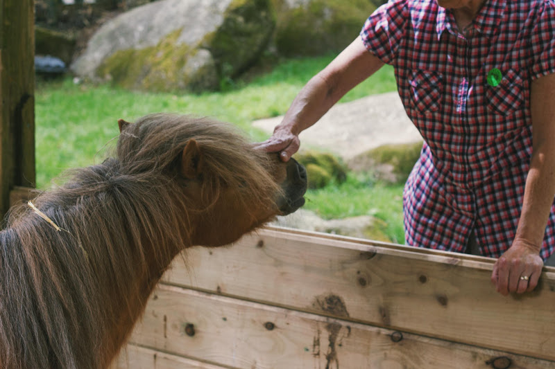 Horse / Donkey