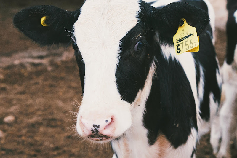 Calf on a dairy farm, Israel 