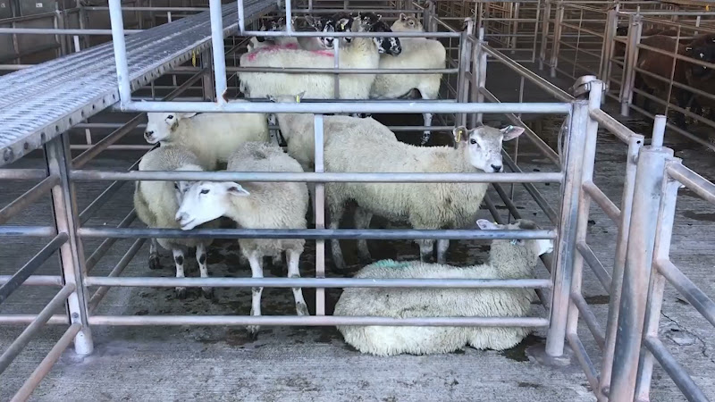 Lambs - Newton Abbot Livestock Market
