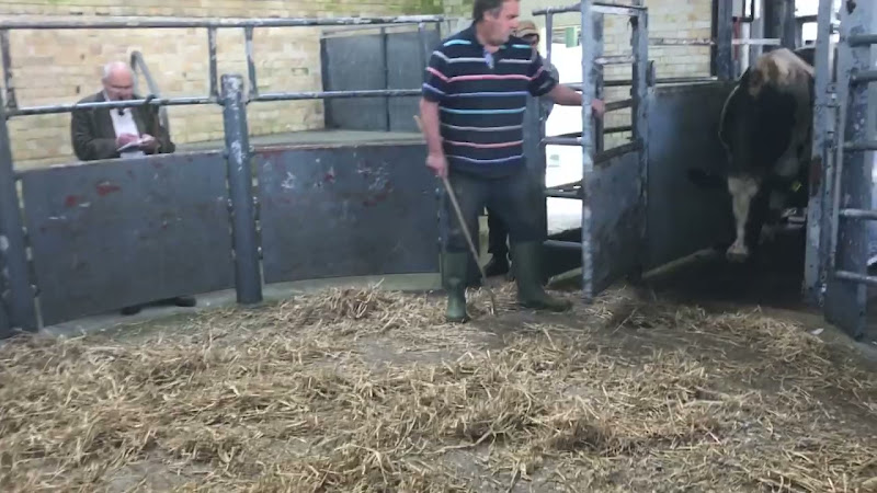 Full Cow Auction - Newton Abbot Livestock Market