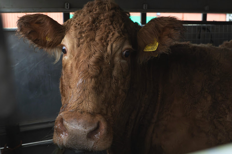 Cow in slaughter truck St Merryn's Meat Slaughterhouse, Bodmin, Cornwall
