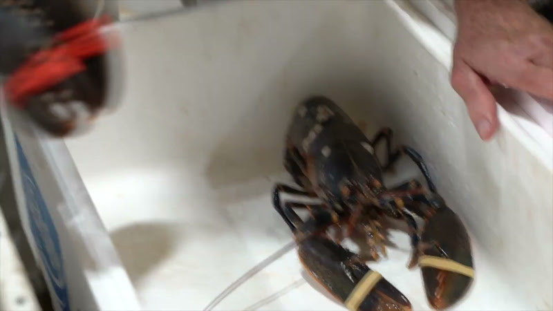 Lobsters tied up at Billingsgate Fish Market, London