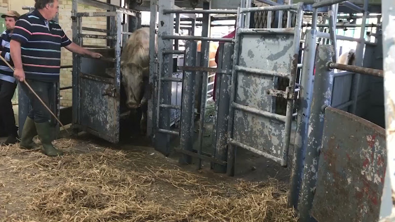 Full Cow Auction - Newton Abbot Livestock Market