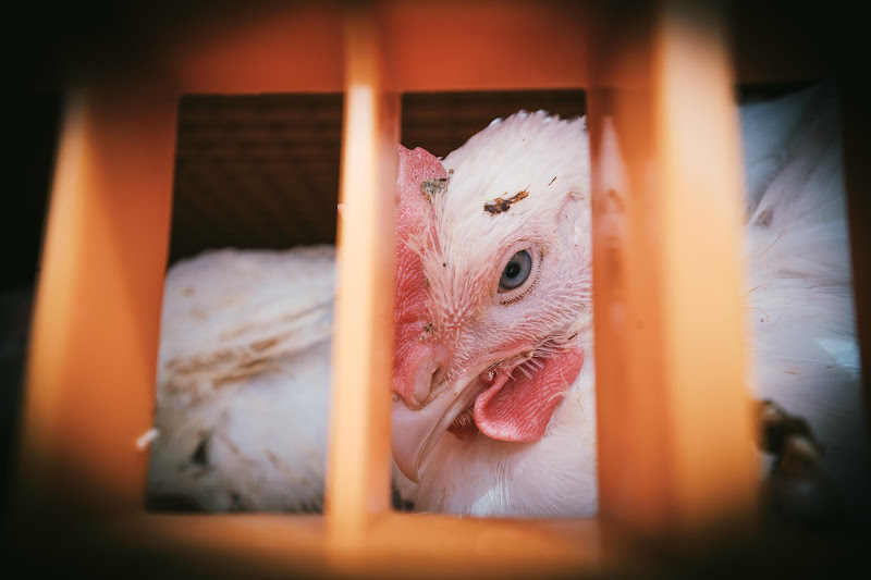 Chickens in crates  - Avara Chicken Slaughterhouse Brackley, UK