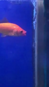 Goldfish With A Mouth Injury