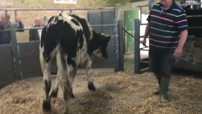 Cow Tries To Leave Auction Ring - Newton Abbot Livestock Market