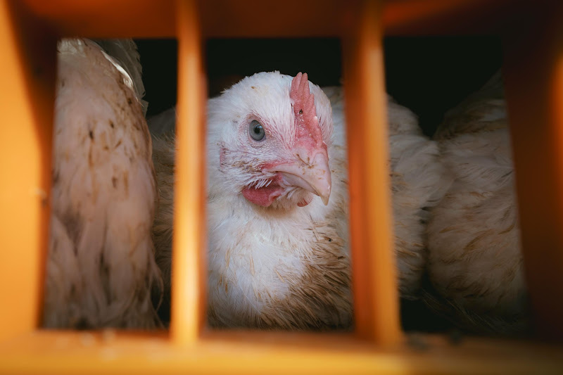 Chickens in crates  - Avara Chicken Slaughterhouse Brackley, UK