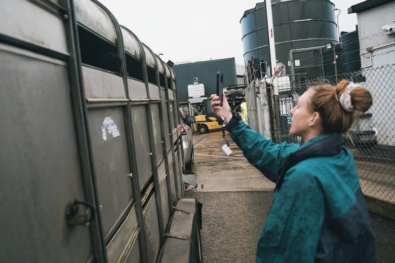 Activist films slaughter truck. St Merryn's Meat Slaughterhouse, Bodmin, Cornwall