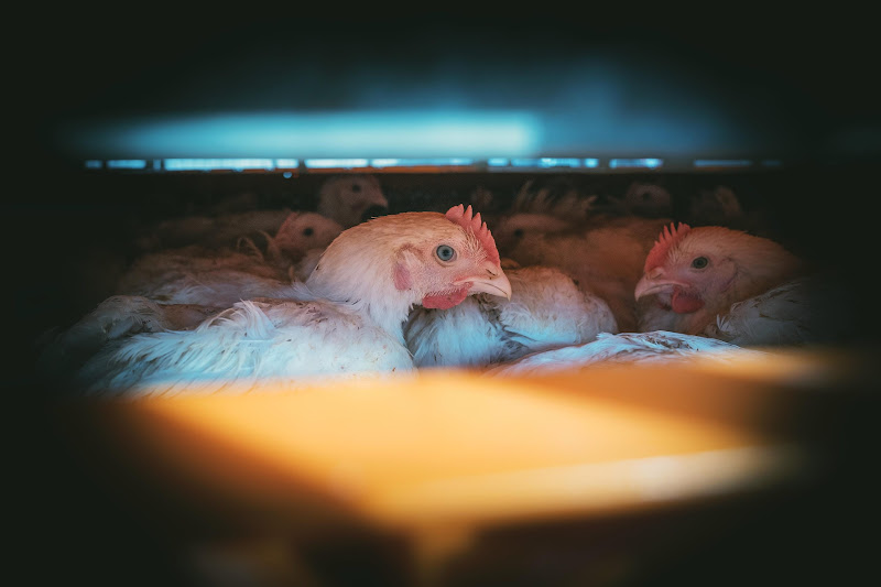 Chickens in crates  - Avara Chicken Slaughterhouse Brackley, UK