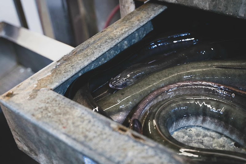 Eels at Billingsgate Fish Market, London