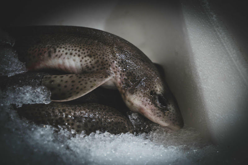 Fish at Billingsgate Fish Market, London