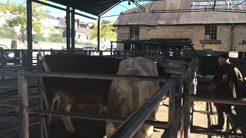 Farmer pokes at cows - Newton Abbot Livestock Market
