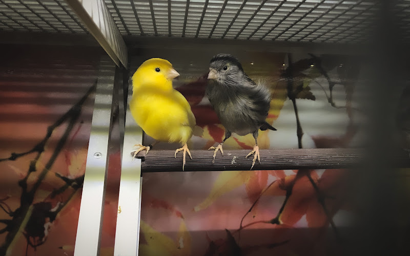 Bird Cage