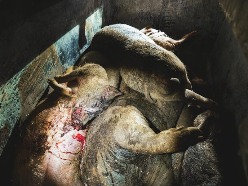 Pigs Dead in Farm Bin