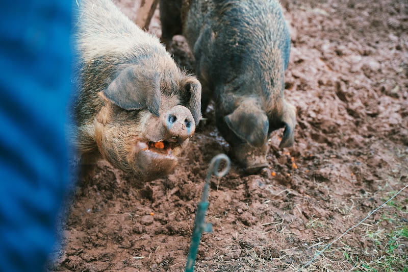 Pigs Eating - Hakuna Matata Animal Sanctuary
