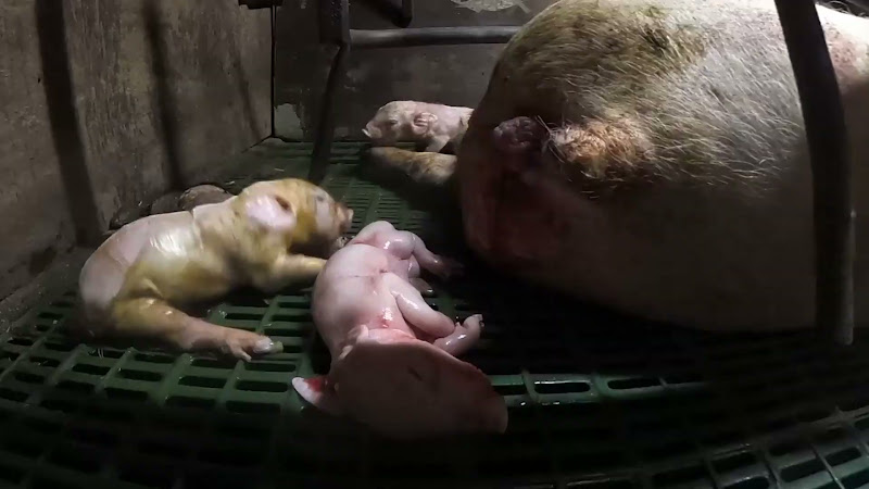 Mother pig in a farrowing crate gives birth piglet onto a stillborn piglet while another baby convulses (MUTED)