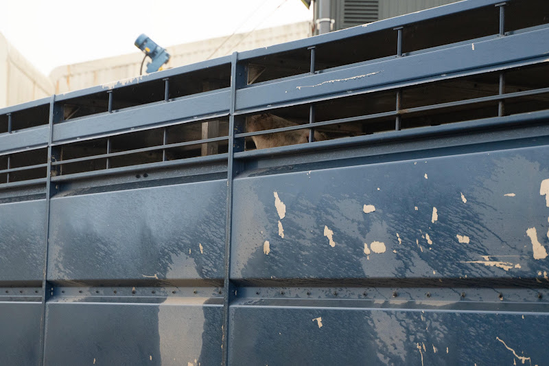 Cows in slaughter truck. St Merryn's Meat Slaughterhouse, Bodmin, Cornwall