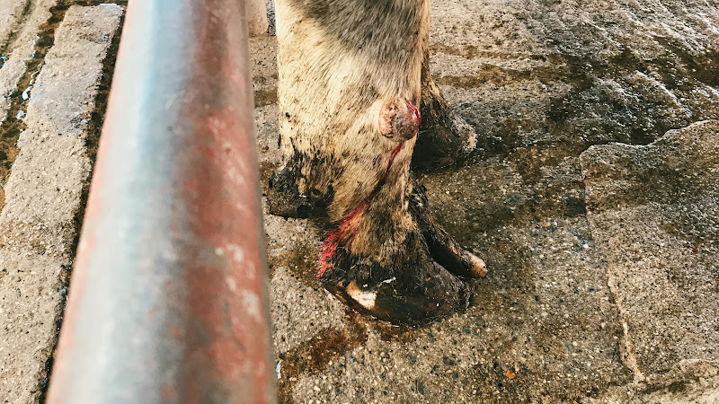 Injured foot of a cow - Newton Abbot Livestock Market