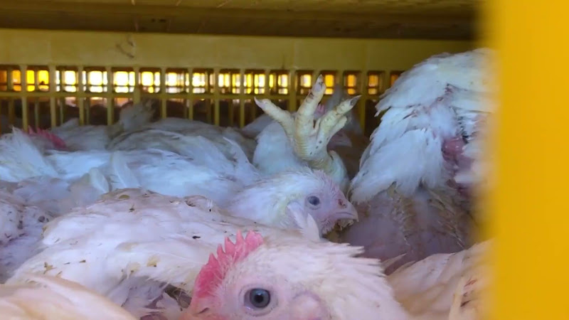 Chicken lies upside down in slaughter truck crate
