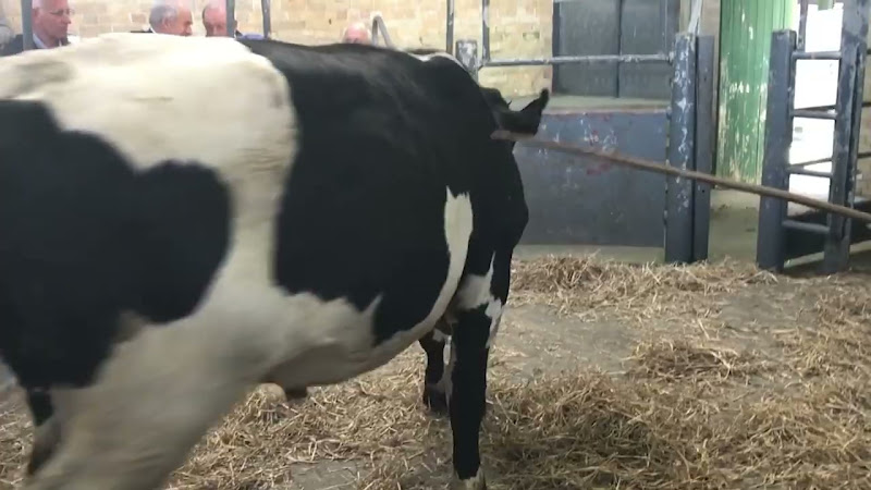 Cow Tries To Leave Auction Ring - Newton Abbot Livestock Market